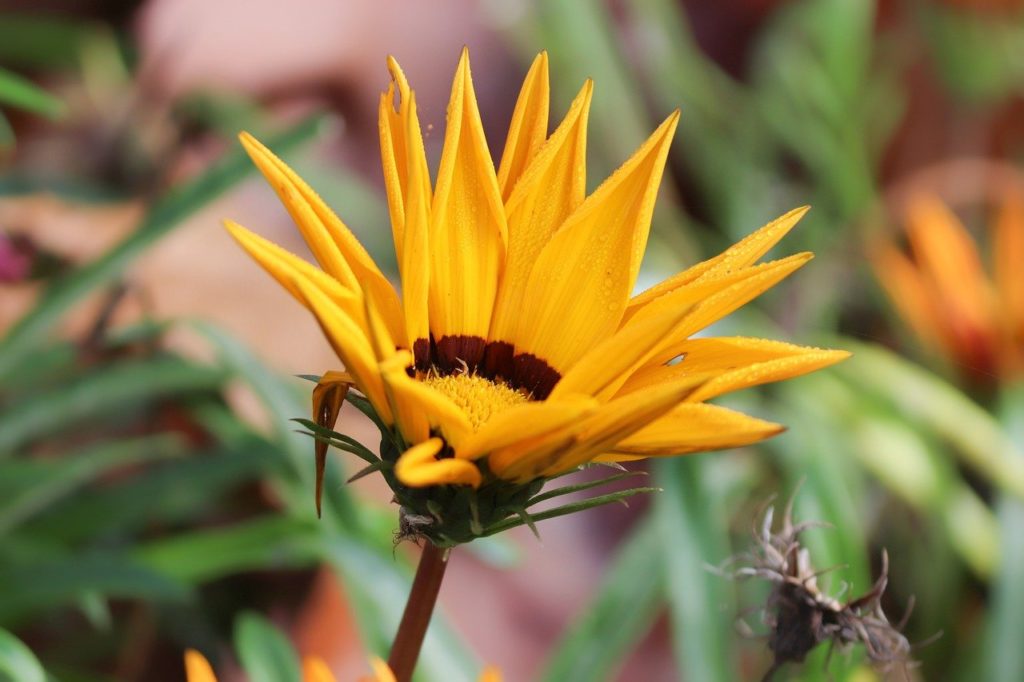 gold noon, gazanie, flower